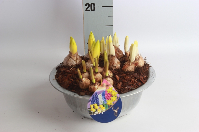 <h4>ARR BOL KNOLGEWAS</h4>