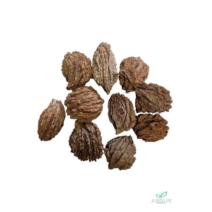 <h4>WALNOOT 10pcs</h4>