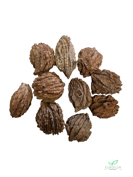 WALNOOT 10pcs