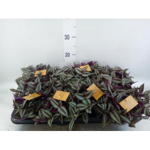 Tradescantia zebr. 'Purpusii'