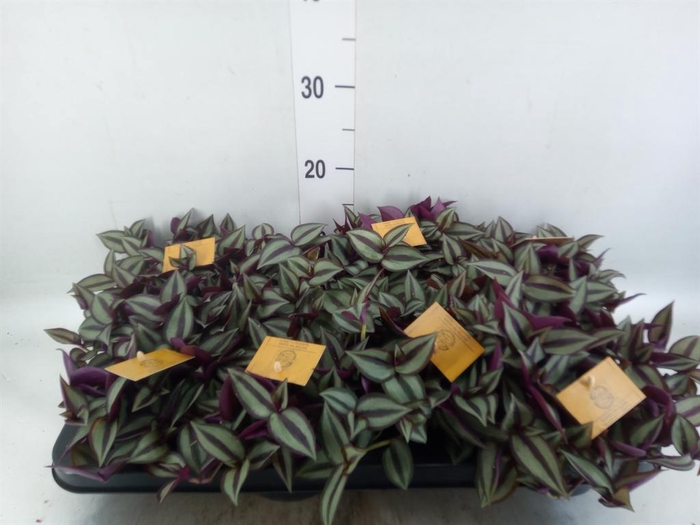 <h4>Tradescantia zebr. 'Purpusii'</h4>