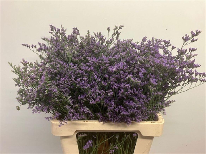 <h4>LIM MAINE BLUE</h4>