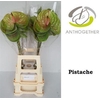 Anthurium Pistache