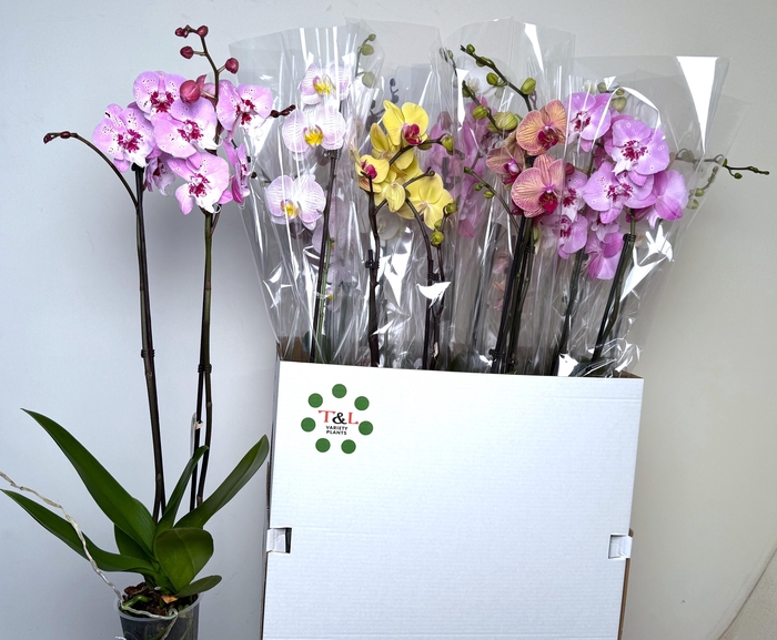 <h4>PHAL GEM 7 KL</h4>