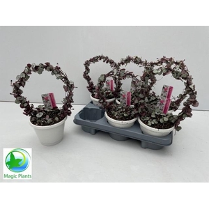 CEROP WO SILVE GLORY