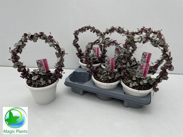 <h4>CEROP WO SILVE GLORY</h4>