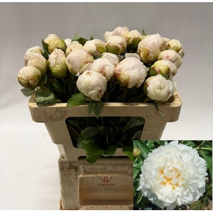 PAEO L BOWL OF CREAM