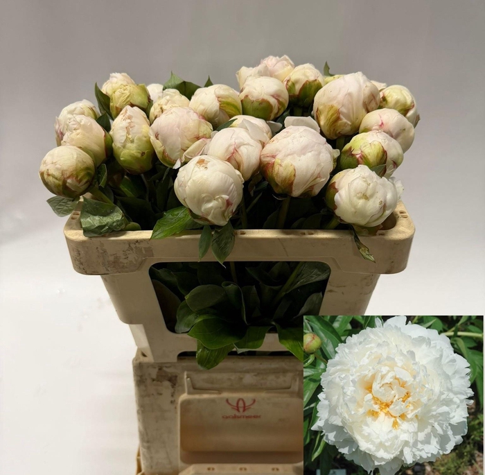 <h4>PAEO L BOWL OF CREAM</h4>