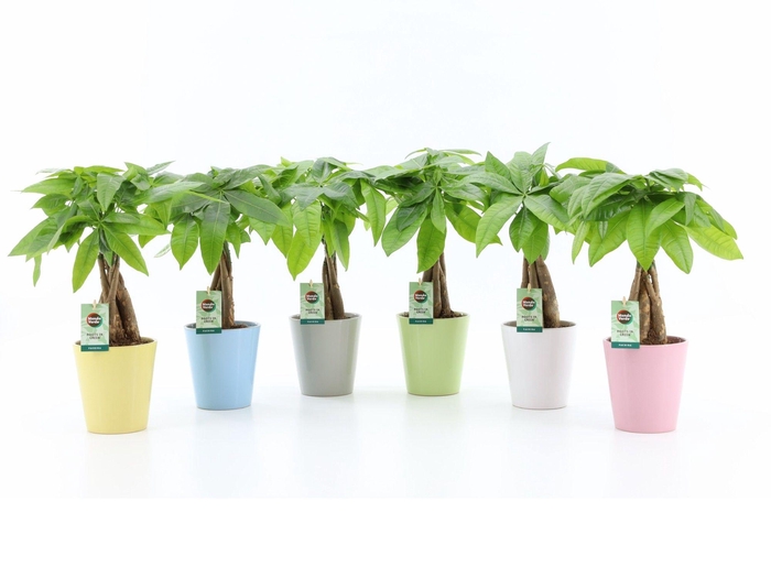 <h4>Pachira Aquatica gevlochten stam in Pastelkeramiek</h4>