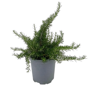 ROSMARIN OF PROSTRAT