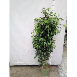 Ficus benja. 'Danielle'