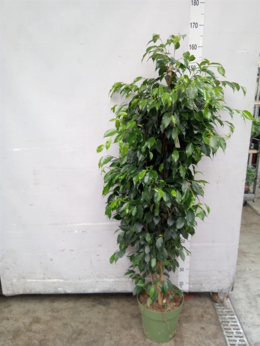<h4>Ficus benja. 'Danielle'</h4>