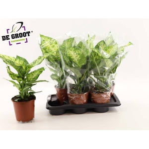 Dieffenbachia Mars