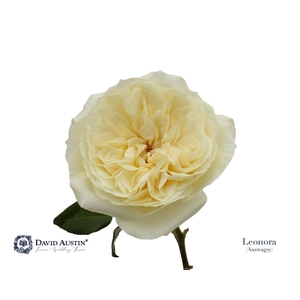 Rosa GR 'David Austin Leonora'