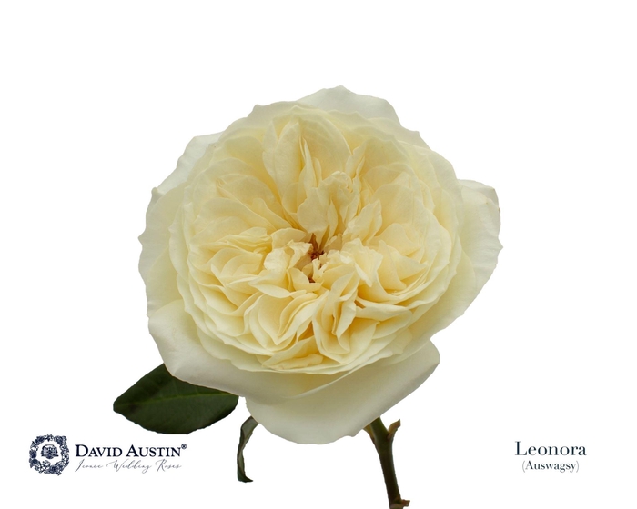 <h4>Rosa GR 'David Austin Leonora'</h4>