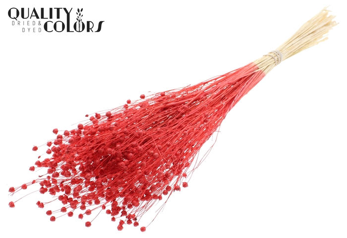 <h4>Lino Vlas per bunch in poly Intense Red</h4>