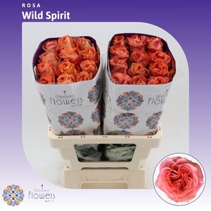 Rosa gr Wild Spirit