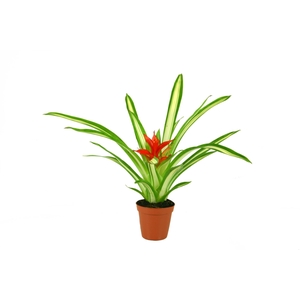 Guzmania