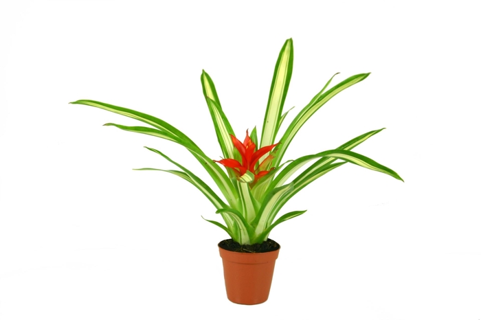 Guzmania