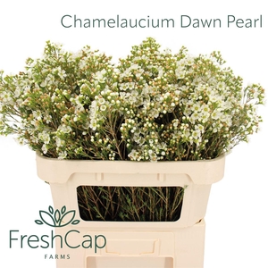 Chamelaucium Dawn Pearl