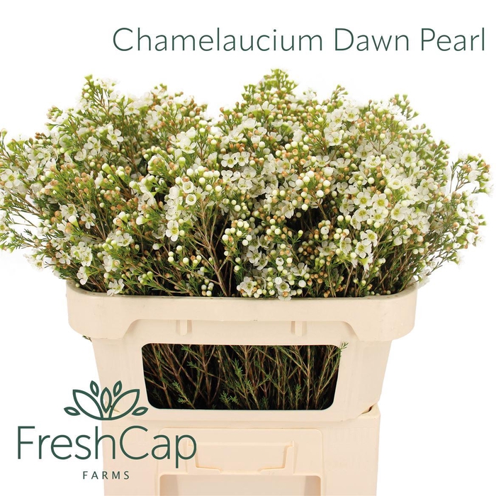 <h4>Chamelaucium Dawn Pearl</h4>