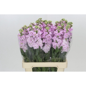 Matthiola Iron Cherry Blossom