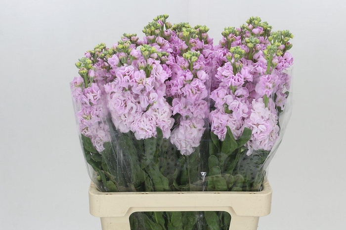 <h4>Matthiola Iron Cherry Blossom</h4>