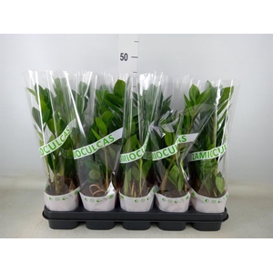 Zamioculcas zamiifolia