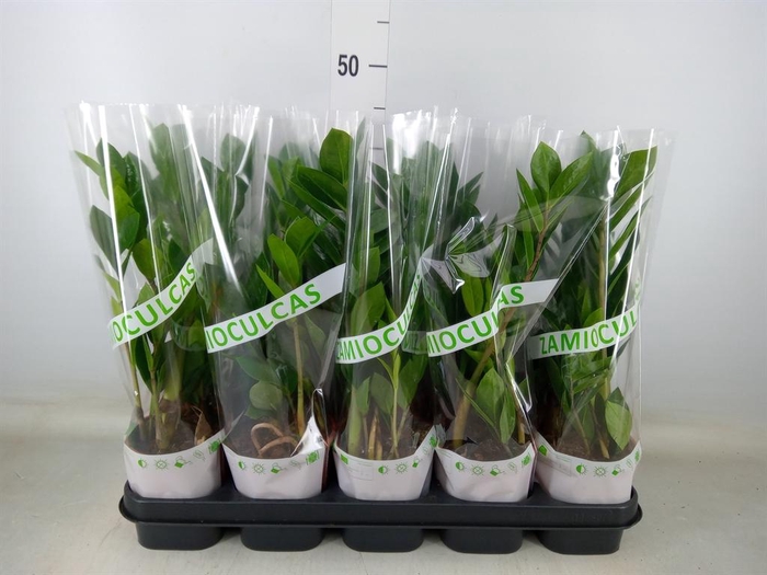 <h4>Zamioculcas zamiifolia</h4>
