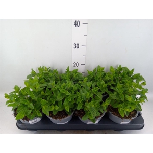 Mentha spicata