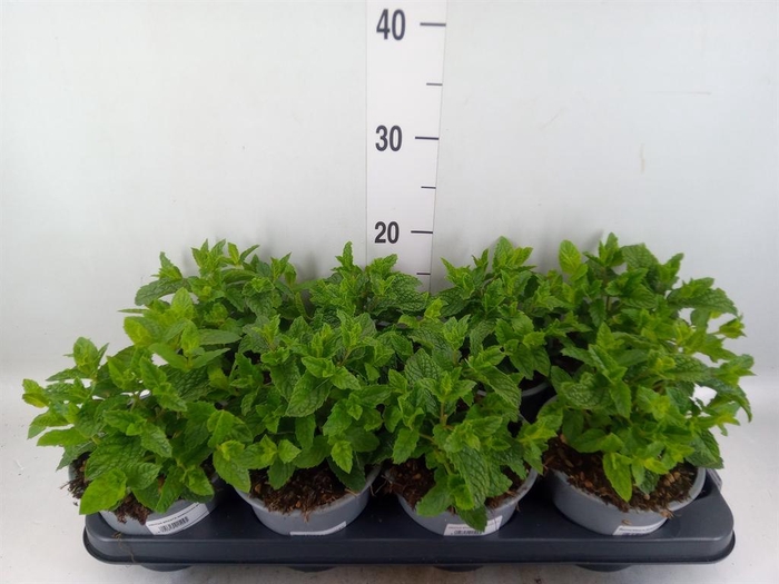 <h4>Mentha spicata</h4>