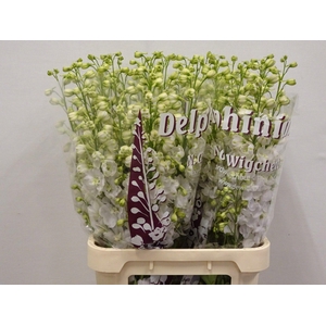 DELPH DU DEW WHI SMI