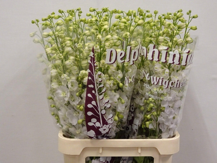 <h4>DELPH DU DEW WHI SMI</h4>