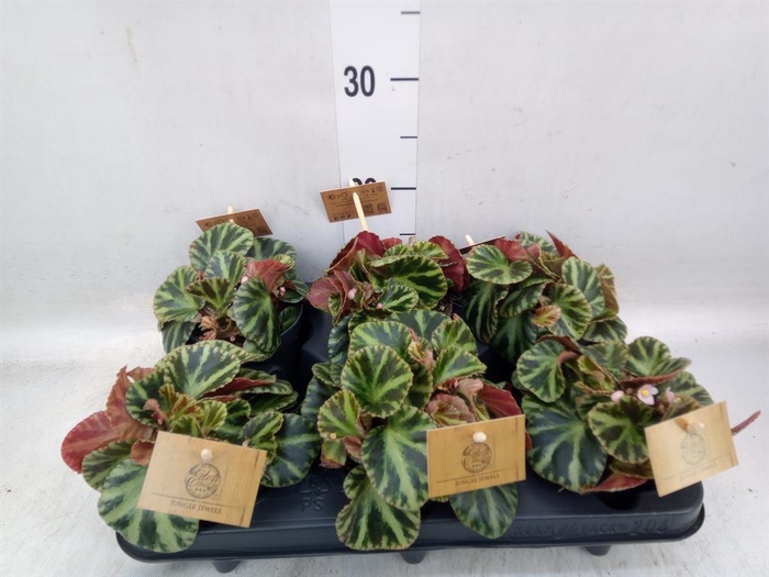 <h4>Begonia BD   ...</h4>