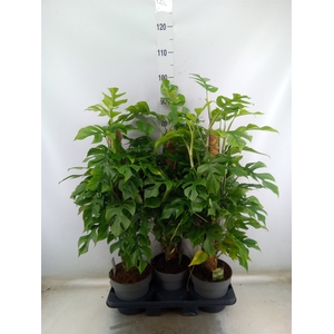 Philodendron   ...