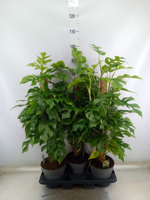 <h4>Philodendron   ...</h4>