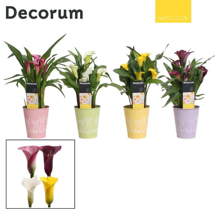 <h4>Zantedeschia (Calla) Mix in Ompot Lulu PASEN (Decorum)</h4>