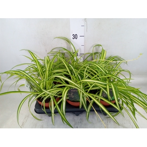Chlorophytum cos. 'Atlantic'