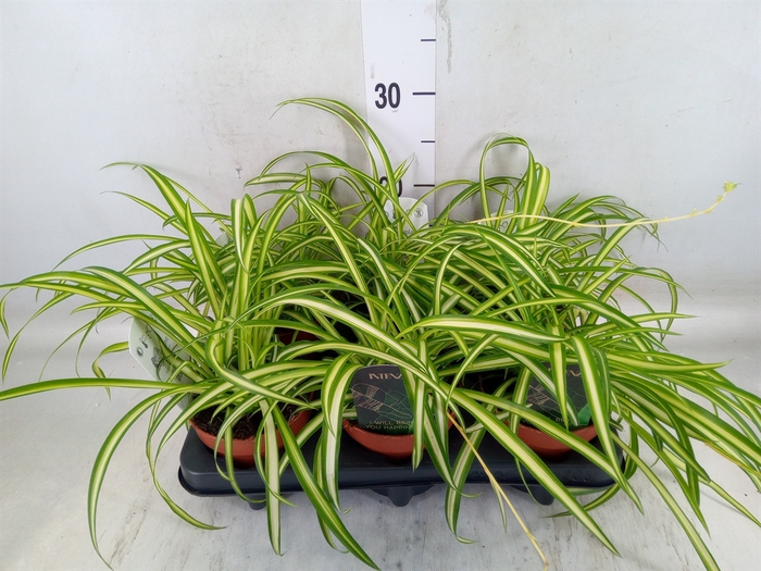<h4>Chlorophytum cos. 'Atlantic'</h4>