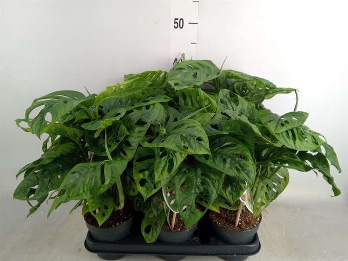 <h4>Monstera obliqua 'Leichtlinii'</h4>