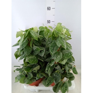 Scindapsus pictus 'Silvery Ann'