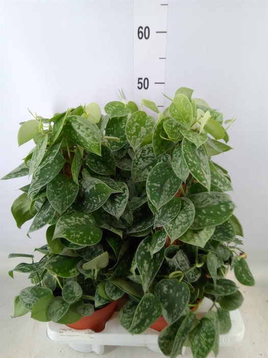 <h4>Scindapsus pictus 'Silvery Ann'</h4>