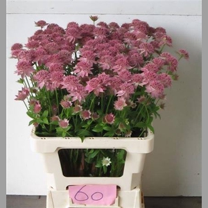 Astr Rosea