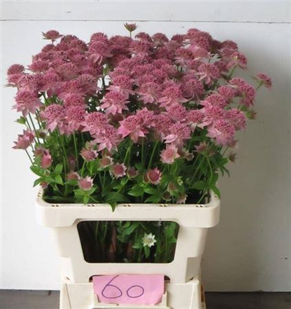 <h4>Astr Rosea</h4>