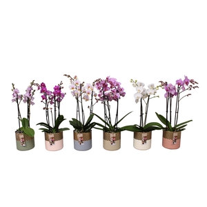 Phal. Multiflora 3-tak mix in BGC012 Metal Candle light