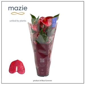 Anthurium - KARMA Red | 12cm | Xmas Sleeve