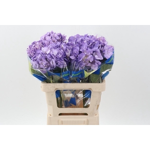 Hydr Lavendel Tinted Sel