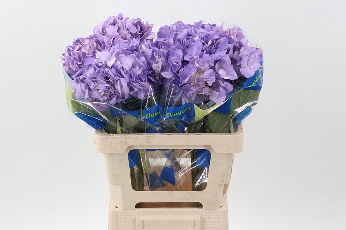 <h4>Hydr Lavendel Tinted Sel</h4>