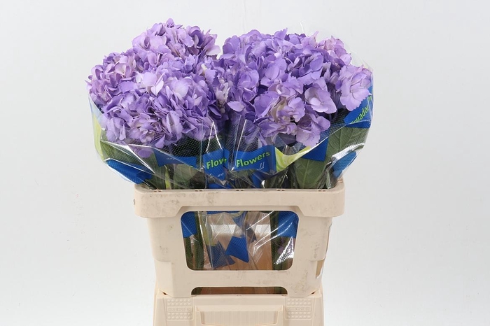 <h4>Hydr Lavendel Tinted Sel</h4>