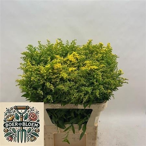 Soli Golden Glory